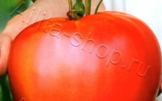 Бычье Сердце Компакт