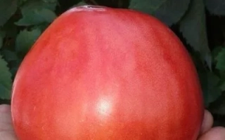 Бычье Сердце Малиновое