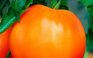 Бычье Сердце Персиковое