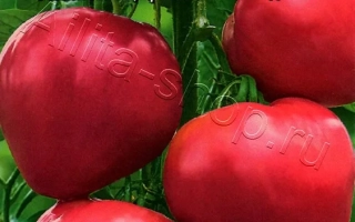 Пакет семян томата «Бычье сердце розовое» с изображением красных плодов