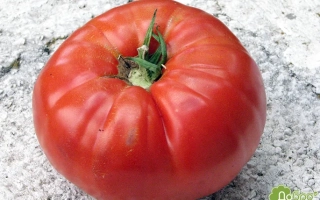 Крупный красный томат на камне - ЧАПАЙ