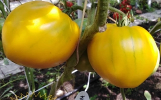 Спелые желтые томаты сорта Царевич на кусте