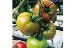 Чарльстон F1