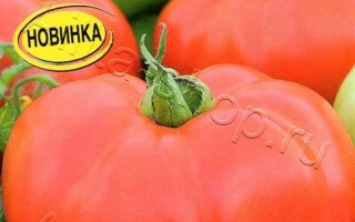 Царская Башня