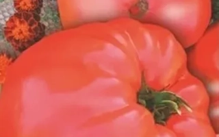 Пакет семян томата Царский подарок