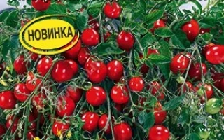 Чарующий Каскад