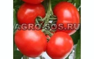 Пакет семян томата «Челбас» F1