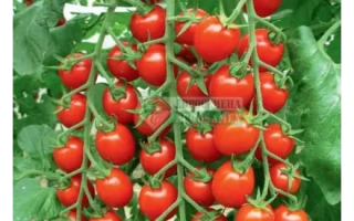 Чери Блосэм