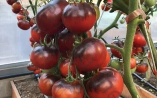 Черная Богиня