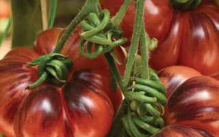 Черничный Десерт