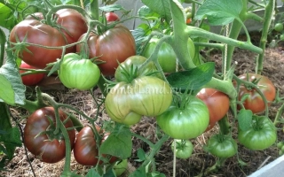 Томаты Черный Слон на кусте