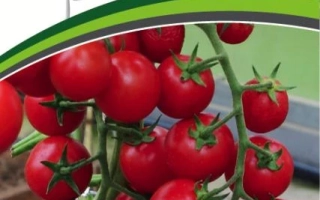 Черрибомба