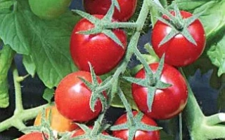 Черримаксик