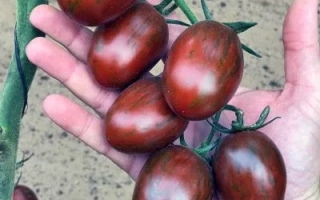 Черринегро