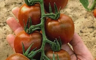 Черритайгер