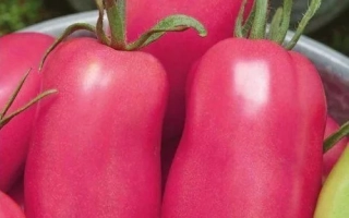 Цилиндра Розовая