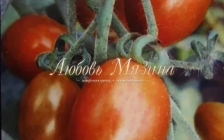 Цилиндра Шоколадная