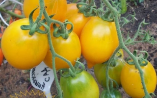 Цитрусовый САД