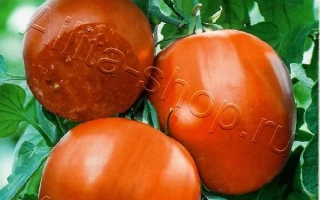 Чудотворец