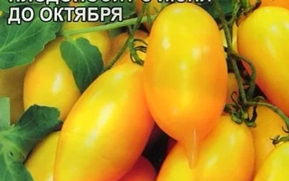 Цыпочка Алтайская