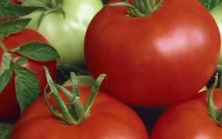 Свежие помидоры сорта Дайна