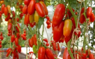 Дамский Каприз