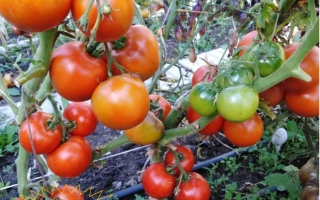 Грошовий Мішечок