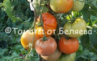 Деревенский