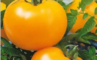 Детская Сладость Золотая