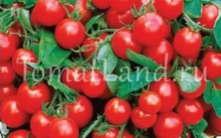 Пакет семян томата Детский