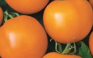 Семена томата Дина на фоне листьев