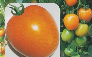 Пакет семян томата Ф1 Дивный с изображением спелого красного помидора на фоне куста