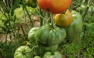 Диво Дивное