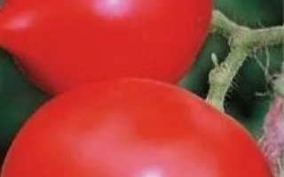 Дністрівський Червоний