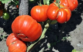 Спелые красные томаты на ветке - ДОБРЫЙ МОЛОДЕЦ