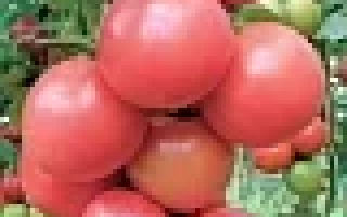 Донна Роза F1