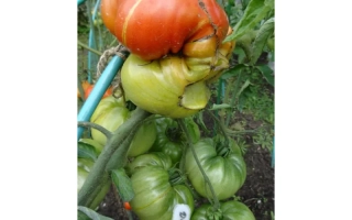 Донской Казак