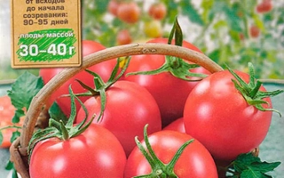 Дружная Семейка