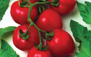 Дуел Ерли F1