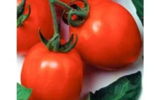 Дуал Эрли F1