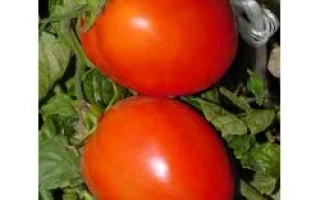 Дуал Плас F1