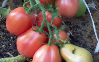 Спелые красные томаты сорта ДУЛЬСИНЕЯ на ветке с зеленым помидором на фоне земли