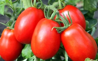 Красные томаты сорта Дюшес на ветке