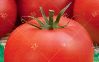 Пакет семян томата ДЖАНА с изображением красных плодов