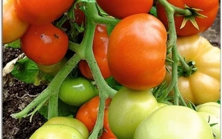 Пакет семян томата Экстремал с изображением плодов