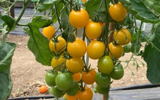 Созревающие желтые и зеленые томаты сорта ЕЛОУ МИМИ на кусте