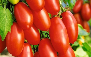 Спелые и зеленые помидоры на ветвях томатного куста - ЭРКОЛЬ