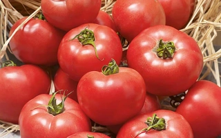 Свежие красные томаты на соломе - ЕРОФЕИЧ