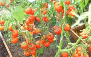 Кусты томатов с красными плодами на грядке - ЕВПАТОР