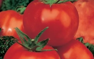 Пакет семян томата Евразия с изображением красных плодов